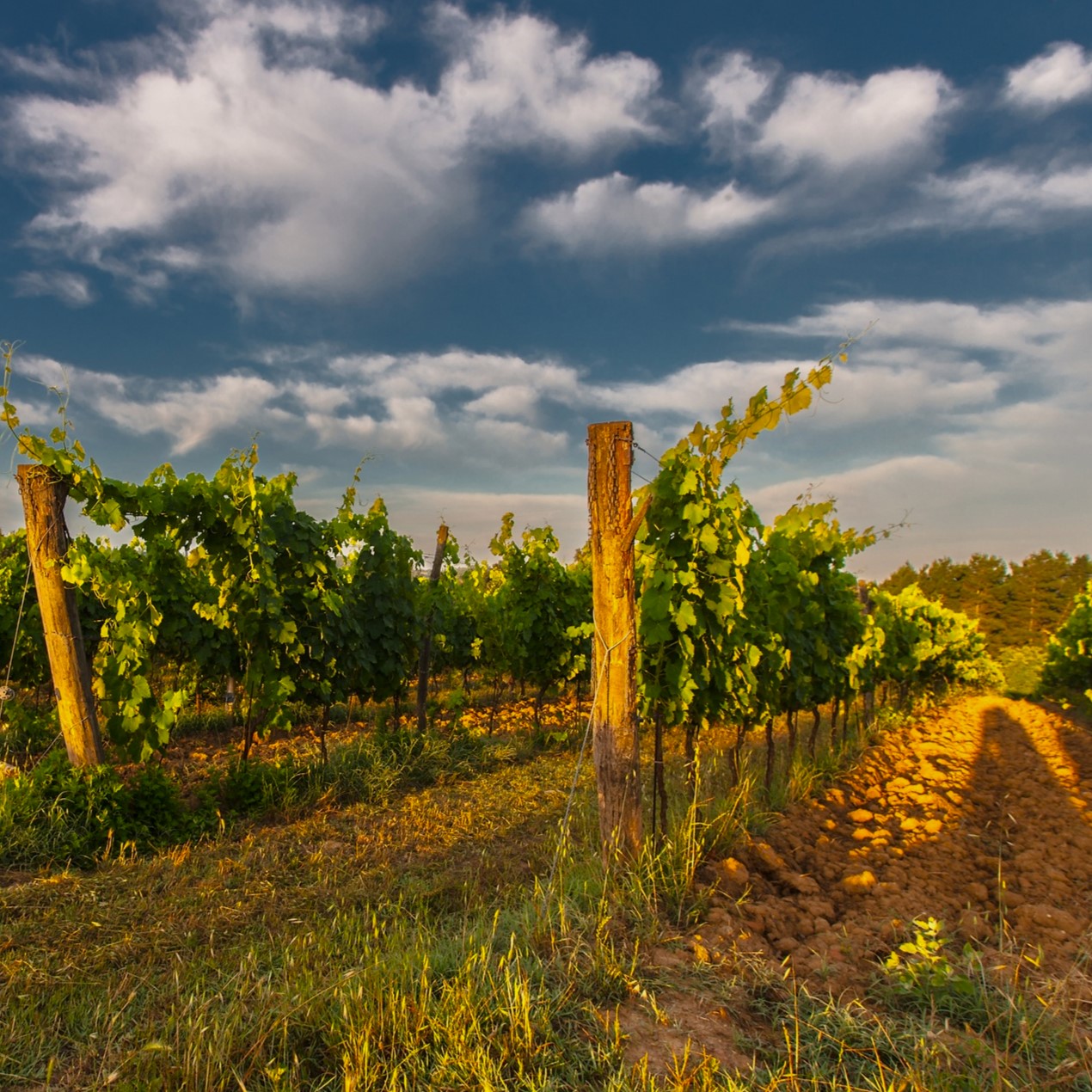 Transylvania Tours
