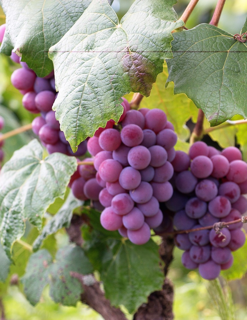 https://www.transylvania.nordic.ro/files/pages/462_Wine_grapes.jpg