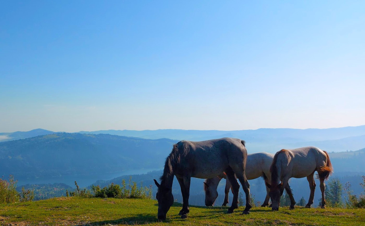Transylvanian Equestrian Encounter. Day trip from Sibiu
