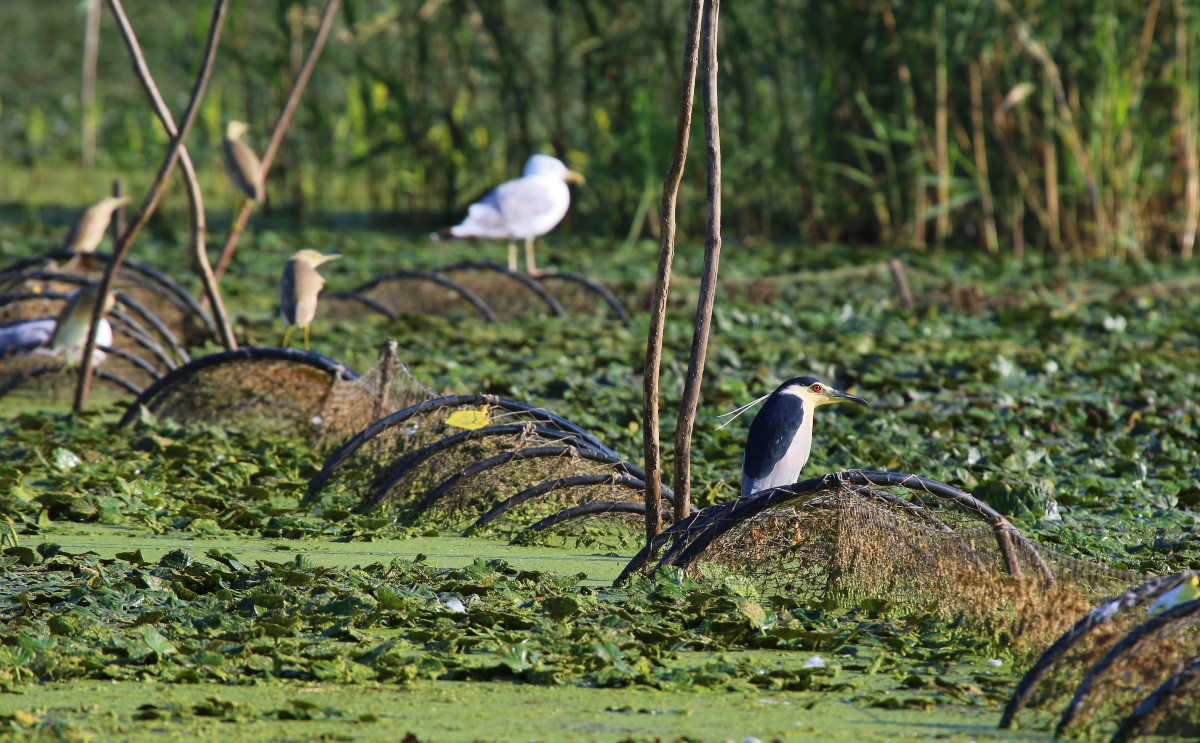 The Waterways of Danube Delta - Biosphere Reserve